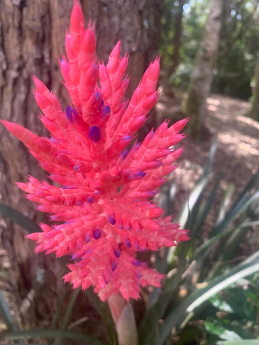 Chácara Ibiuna com Piscina e churrasqueira- Mundo de oz - Housity