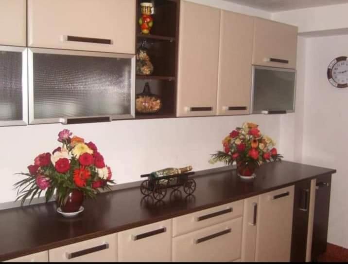 Pensiunea Cabana Viselor - Housity