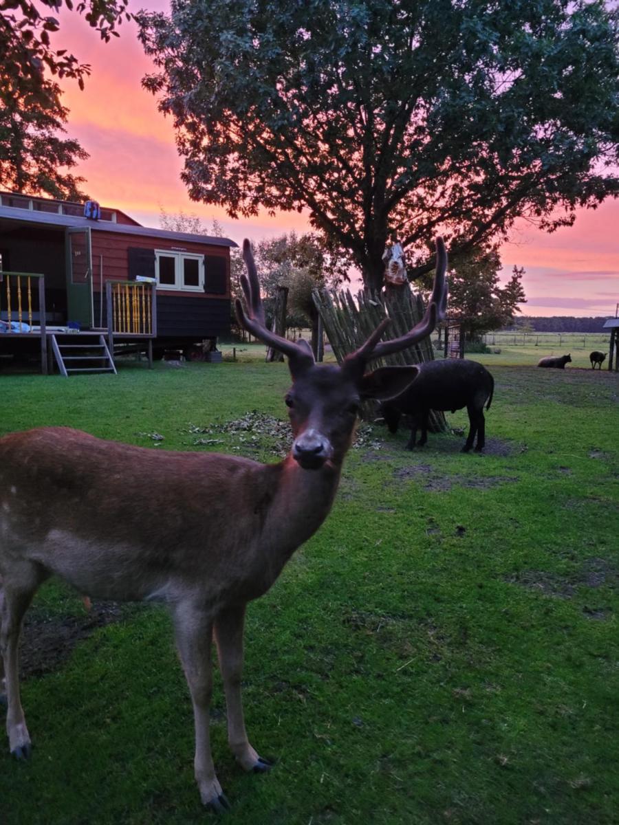B&B 't Maartensdijkse Bos - Housity