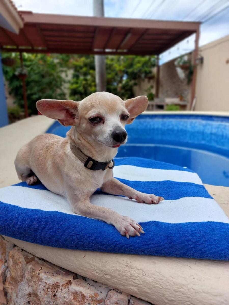 Casa Sol y Luna with pool in Merida Yuc - Housity