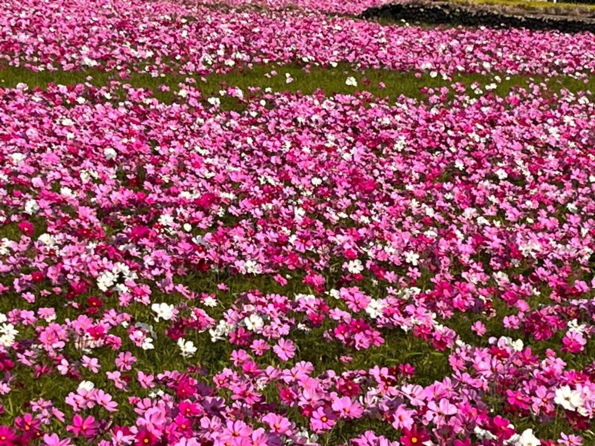 Tong Xin Farmstay - Housity