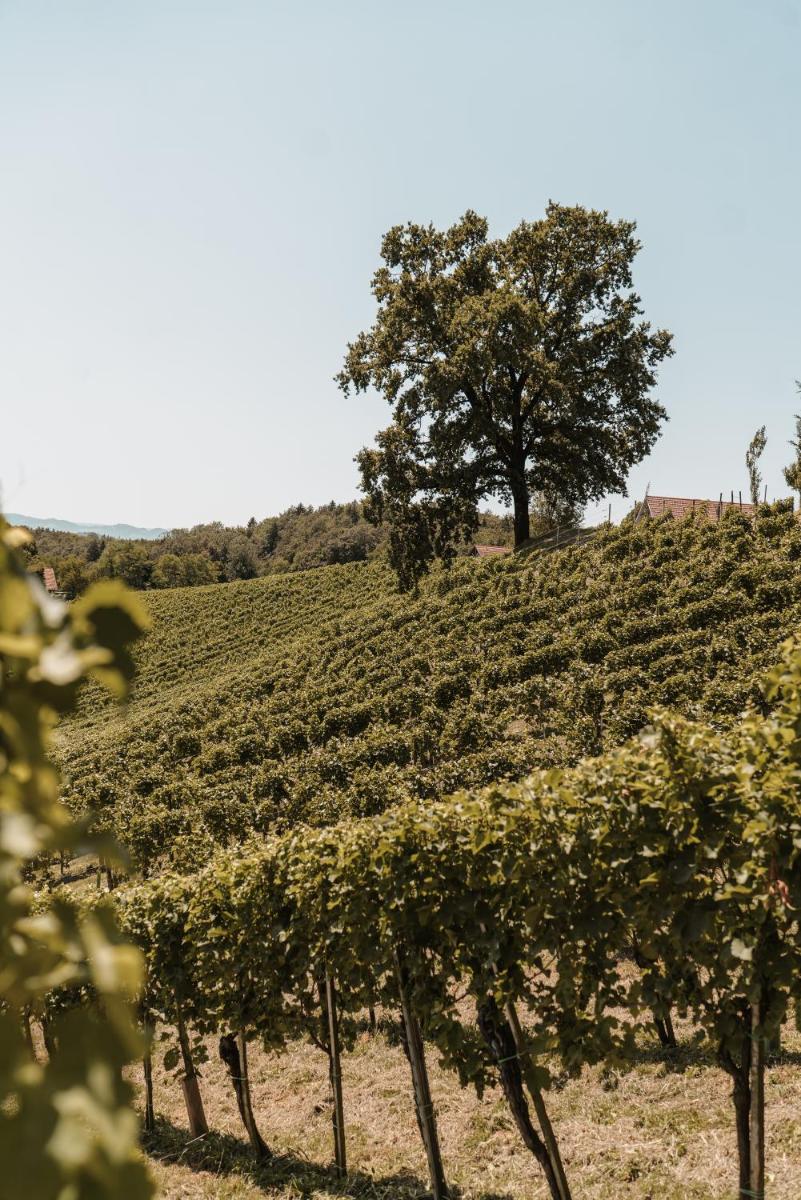 Weingut Assigal - Housity