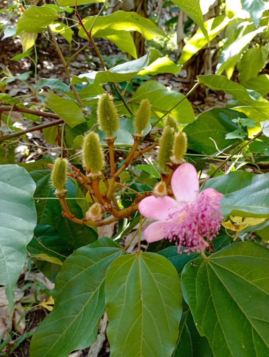 Finca Los 3 Laureles Nicaragua AgroEcolodge - Housity