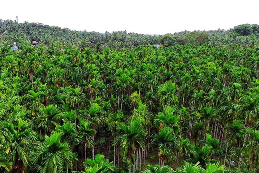 Areca Farm, Nature Stay - Housity