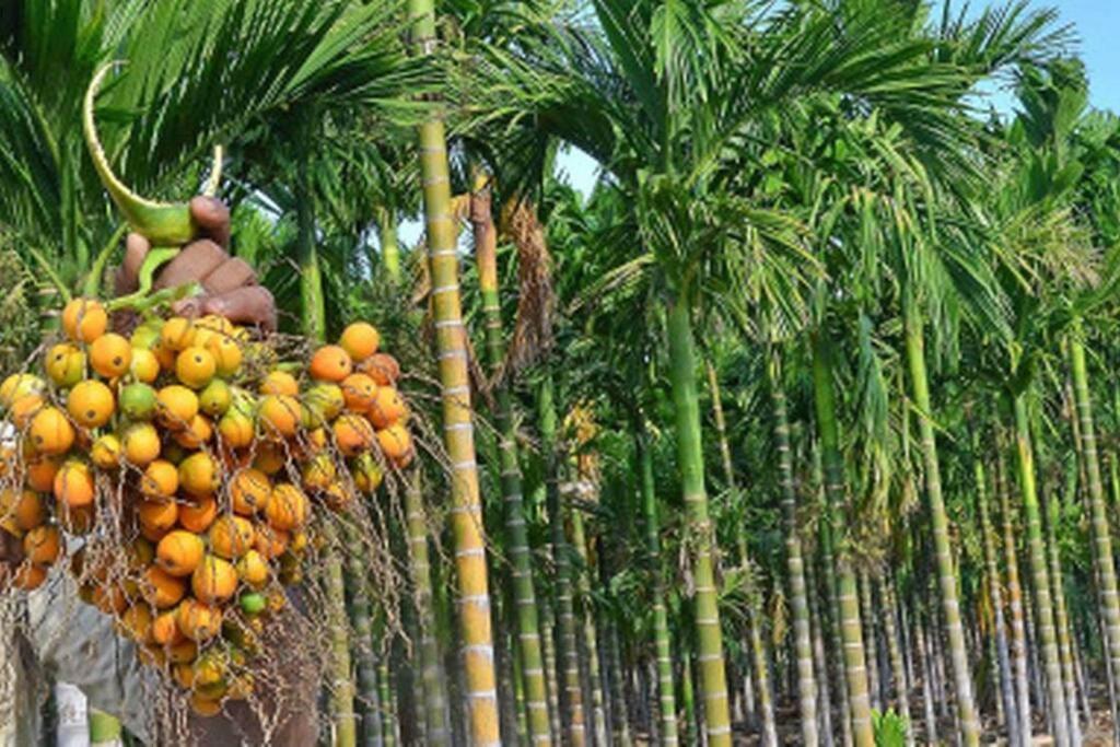 Areca Farm, Nature Stay - Housity
