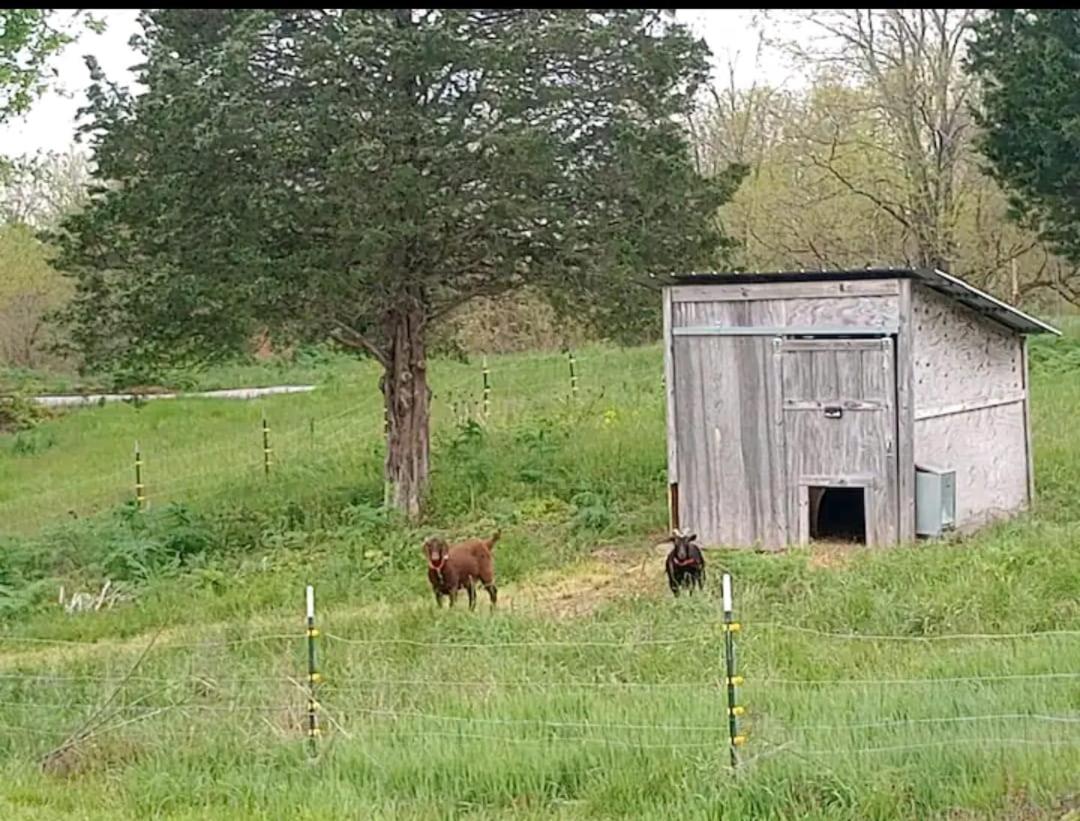 Madison's ONLY yurt experience! - Housity