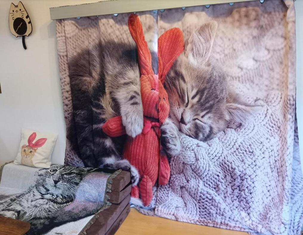 Tokyo Shibuya Shinjyuku Cat House ! - Housity