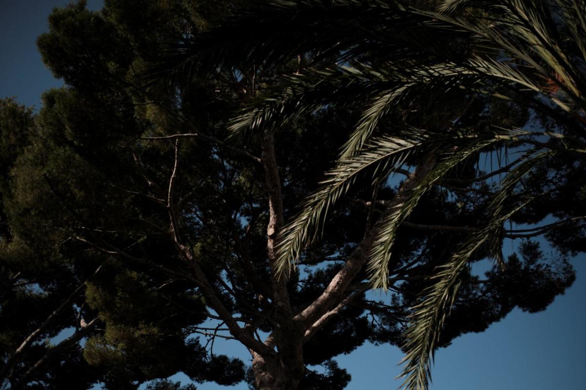 Imagen de la galería de Prinsotel La Pineda, en Cala Ratjada