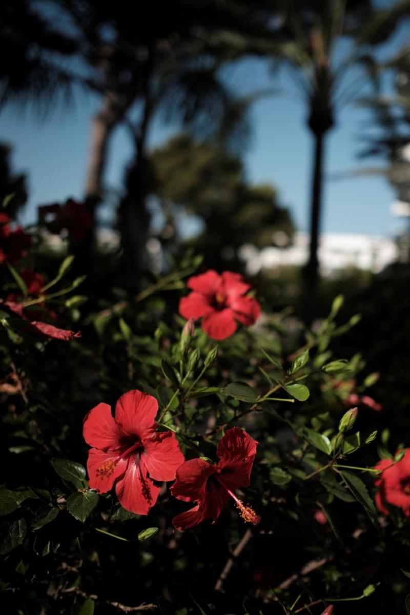Jardín al aire libre en Prinsotel La Pineda