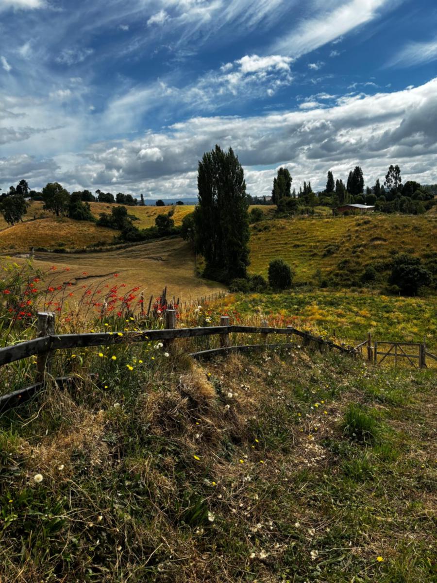Queltehues natural - Housity