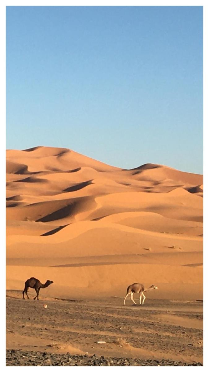 Merzouga Camel's & Camp - Housity