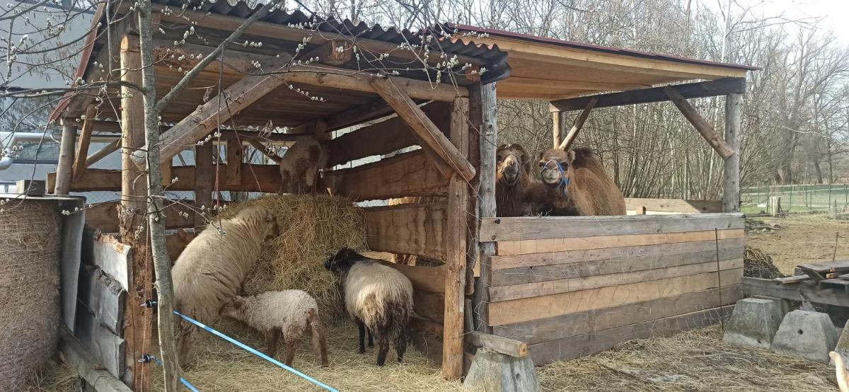 Apartmán u Kočky - Housity