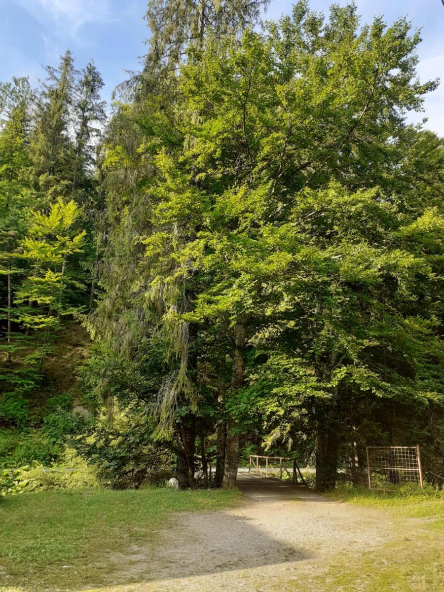 Cabana Valea Stanciului Stefan - Housity