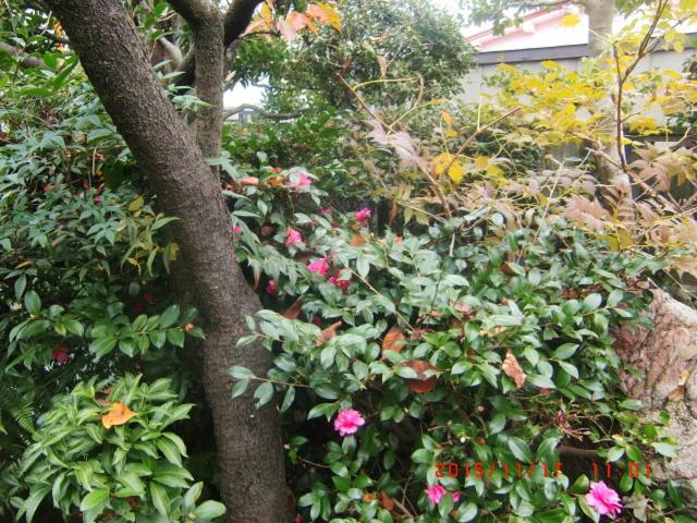 Japanese Traditional House with beautiful garden. - Housity