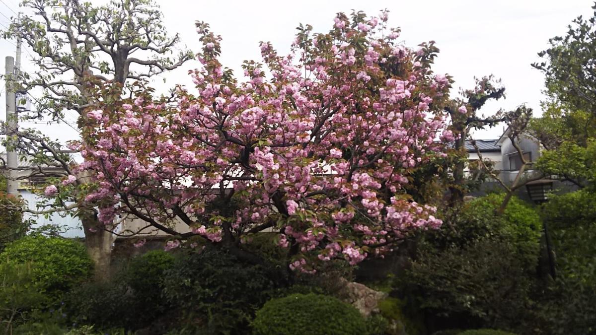 Japanese Traditional House with beautiful garden. - Housity
