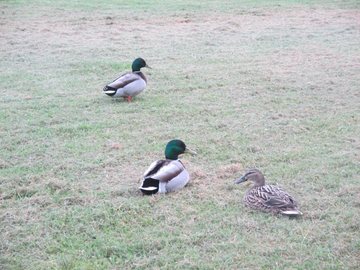 Animaux dans l'hôtel ou à proximité