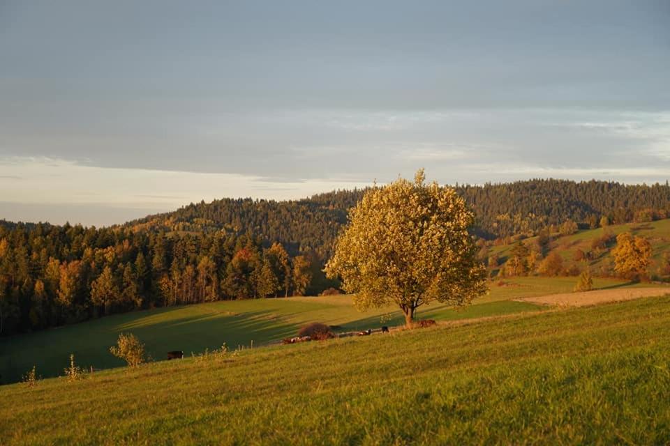 Między Wierchami - Housity