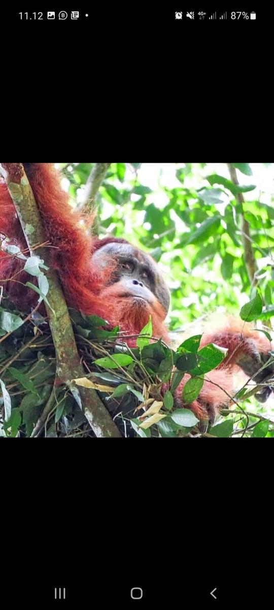 Sumatra Treking Lauser Park - Housity