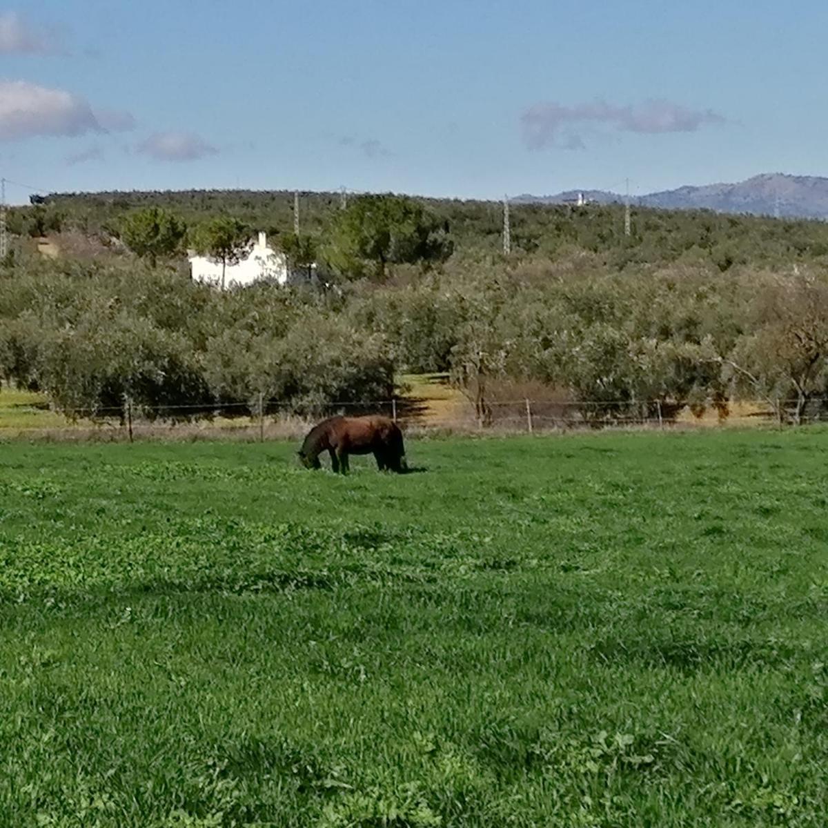 Finca Los Jacaros - Housity
