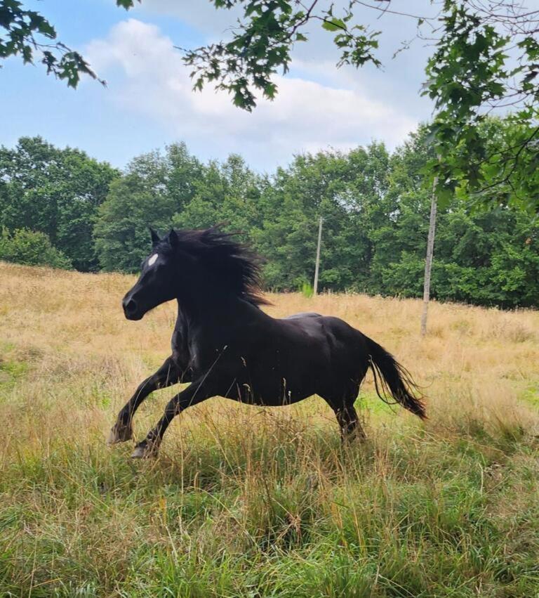 La Longère du cheval noir chambre d'hôtes référence et table d'hôtes, en pleine nature, proche d'une cité médièvale, parking couvert securisé - Housity