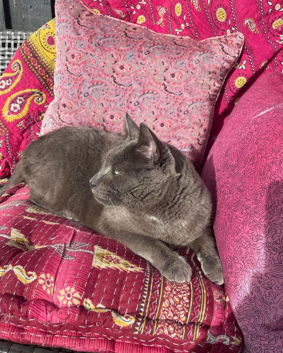Cool familyhome close to the Beach w two cuddly cats - Housity