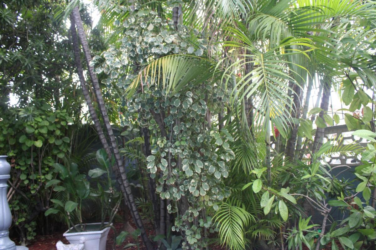 Caribbean Tourist Villa - Housity