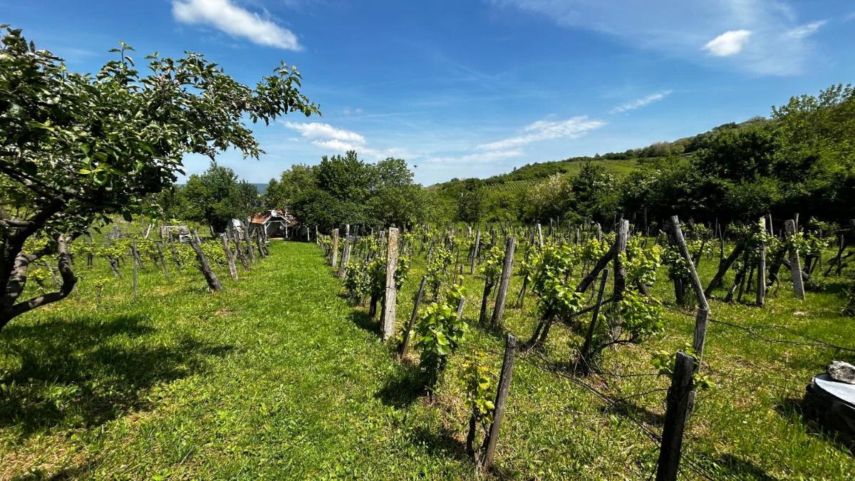 Csobánc Szerelem-Nemzeti Park-Önalló Ház - klimatizált - Housity