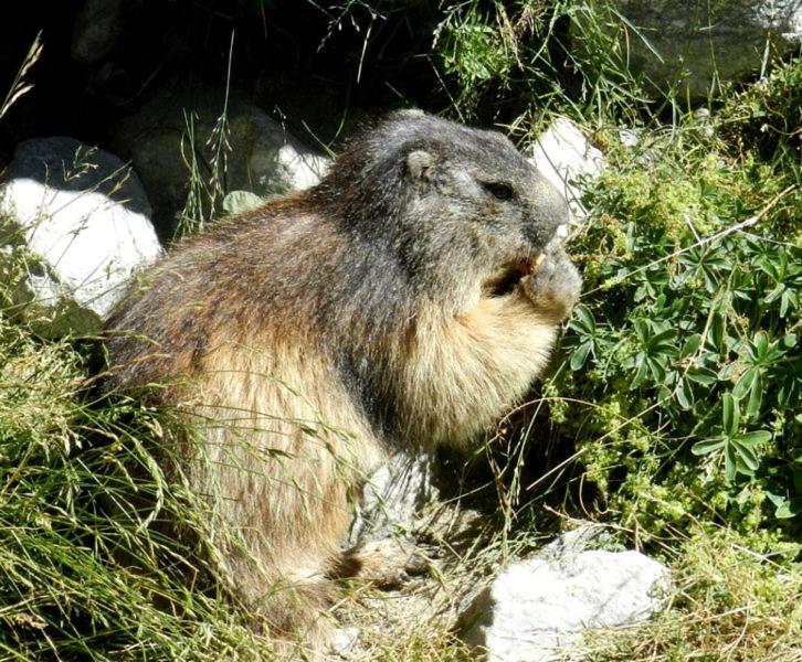 Animaux dans l'hôtel ou à proximité