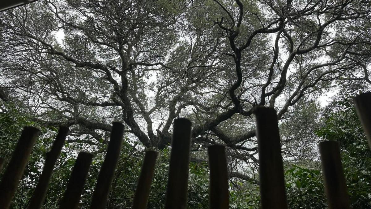 Lebombo Wattle Cottages - Hizvo