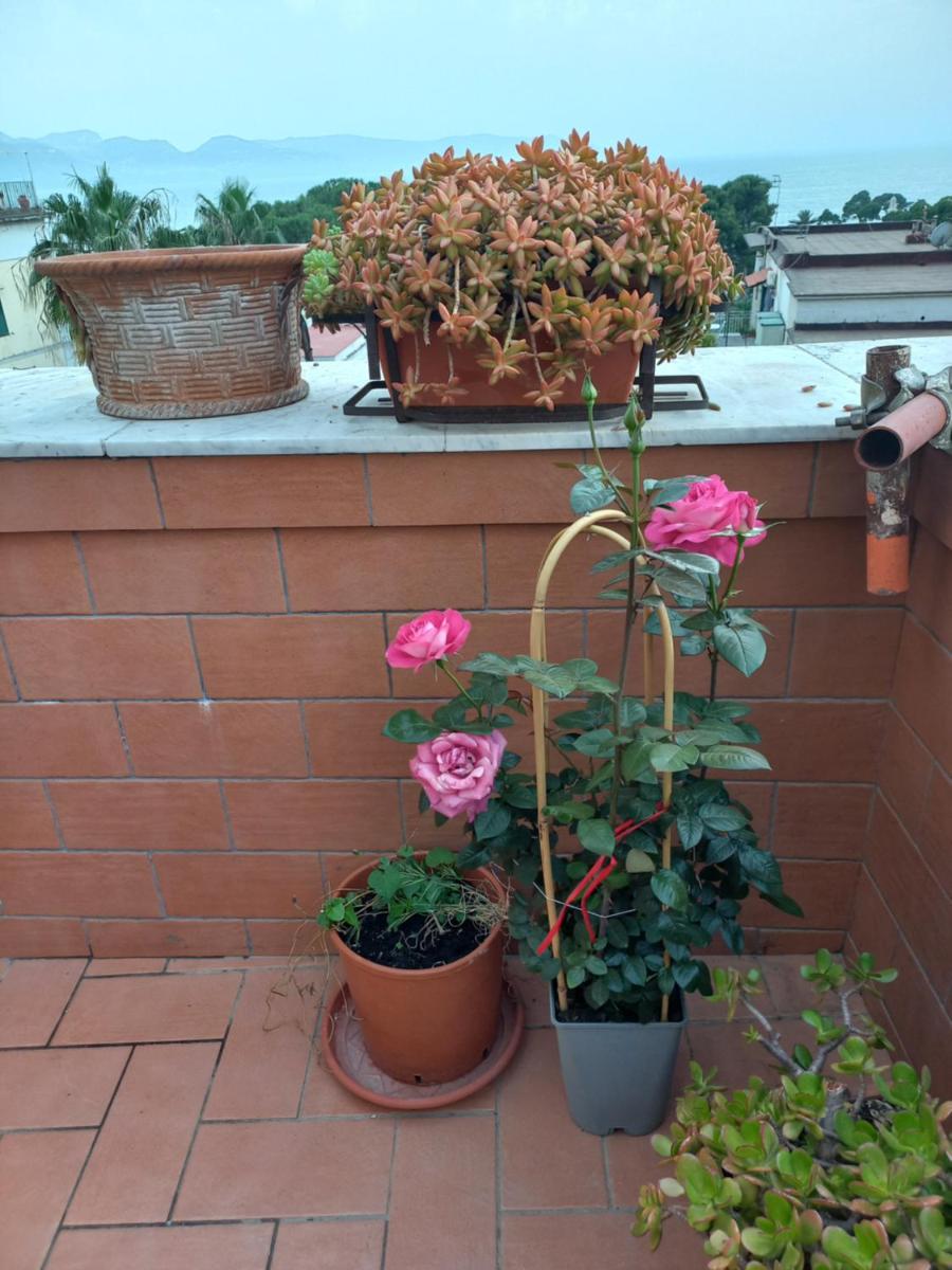 Vient e mare (Sea wind) - Housity