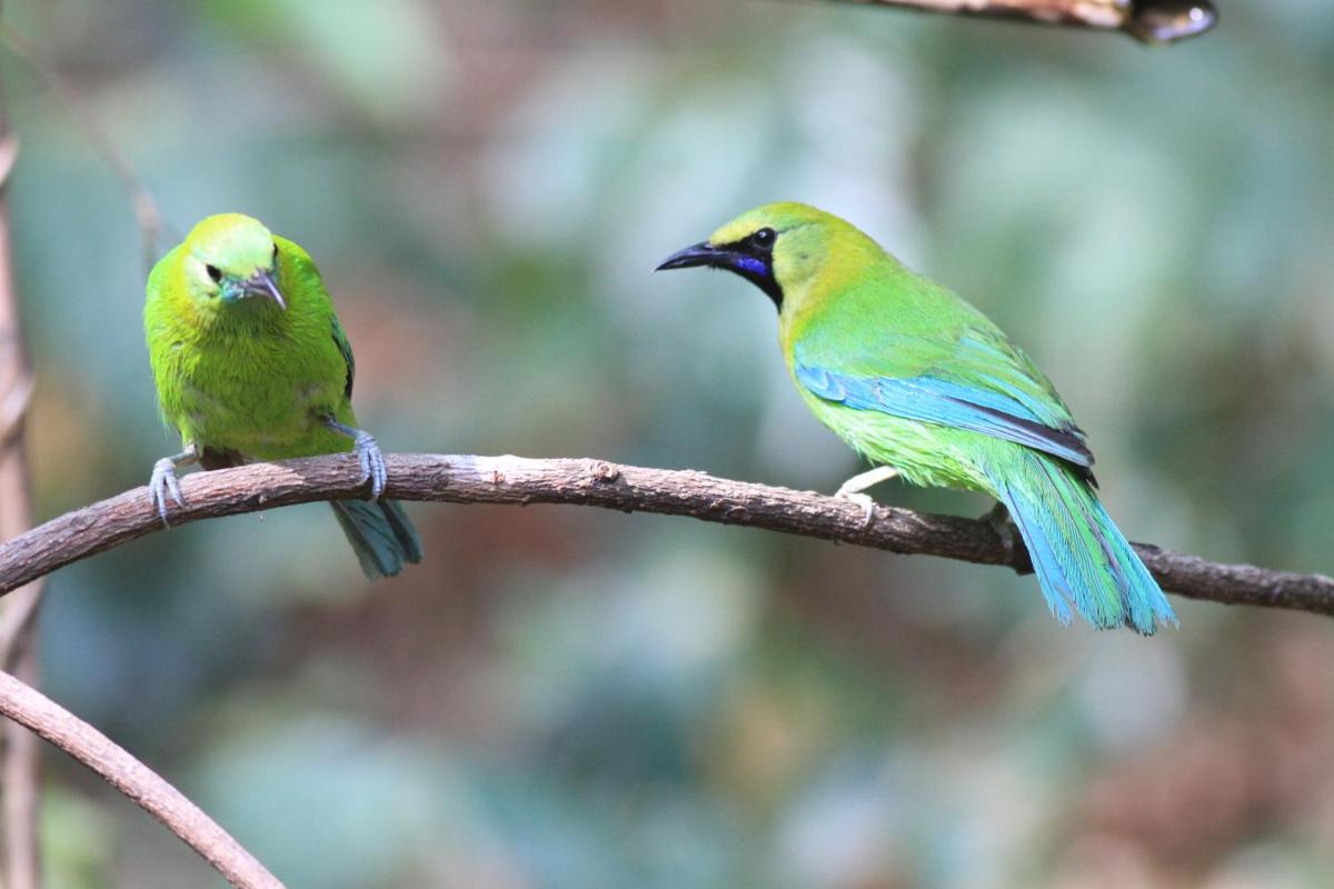 Rangbondoi - Birdwatching Included - Housity