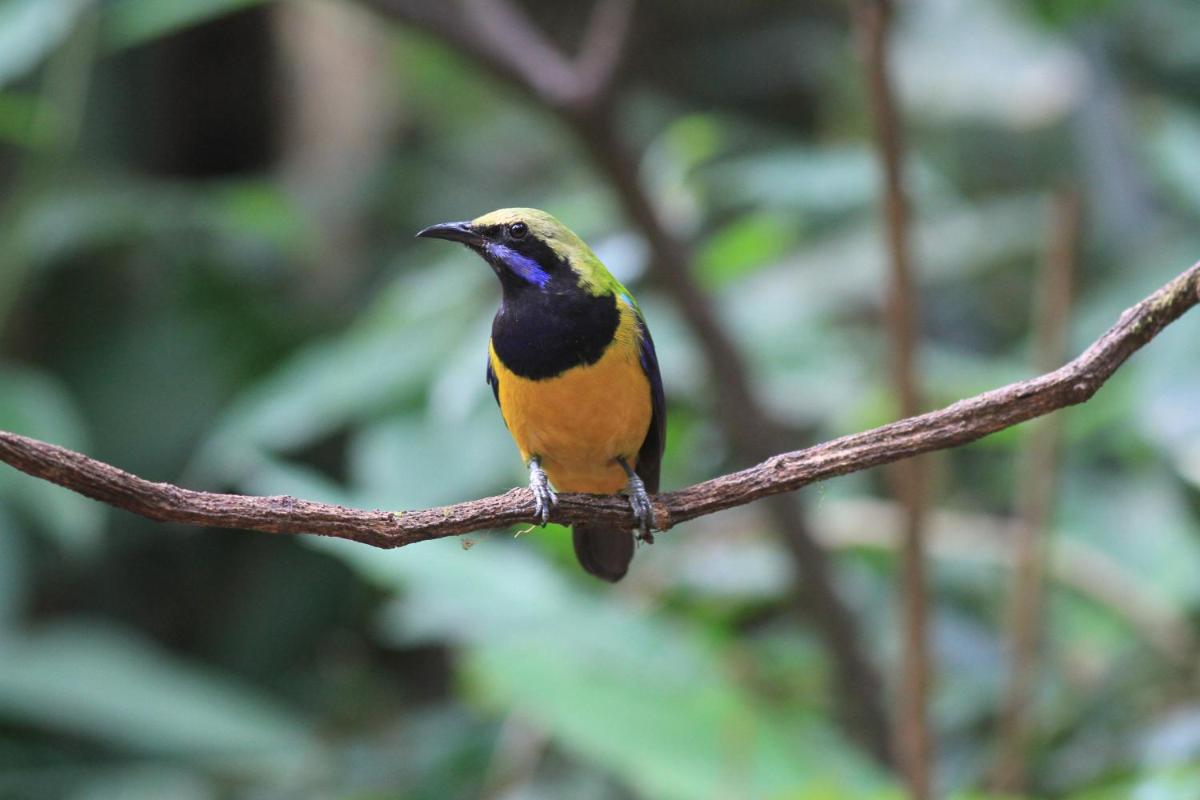 Rangbondoi - Birdwatching Included - Housity
