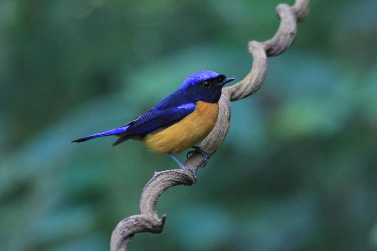 Rangbondoi - Birdwatching Included - Housity