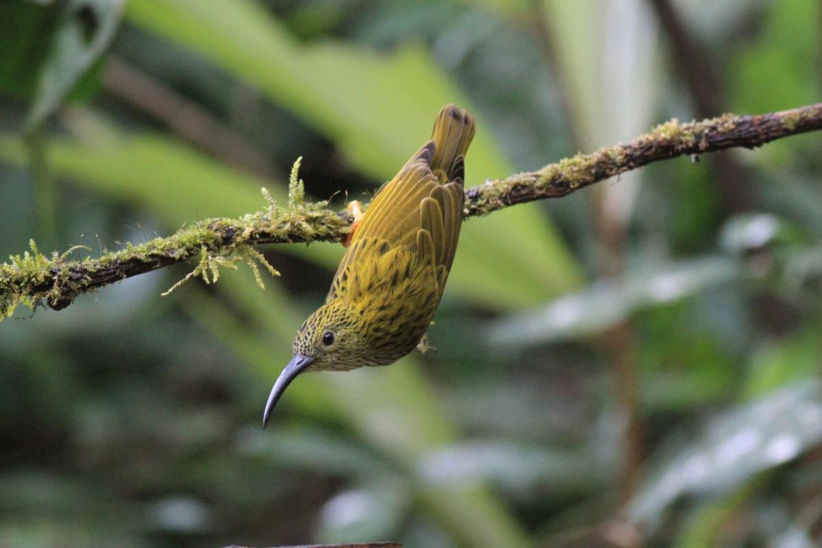 Rangbondoi - Birdwatching Included - Housity