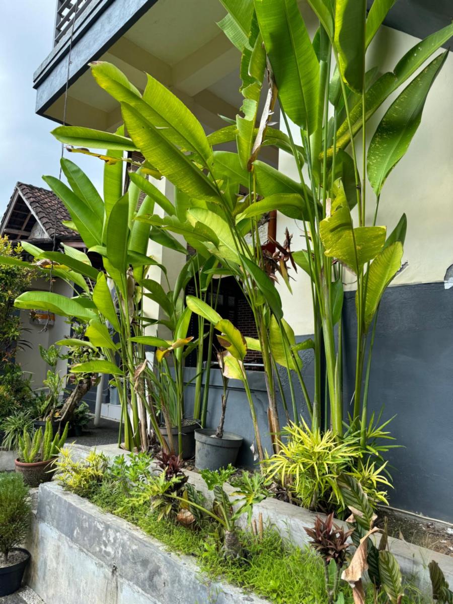 Rama Homestay - Housity