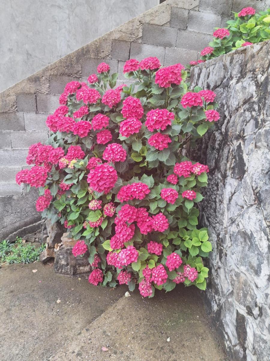 Apartmani Ruža - Housity