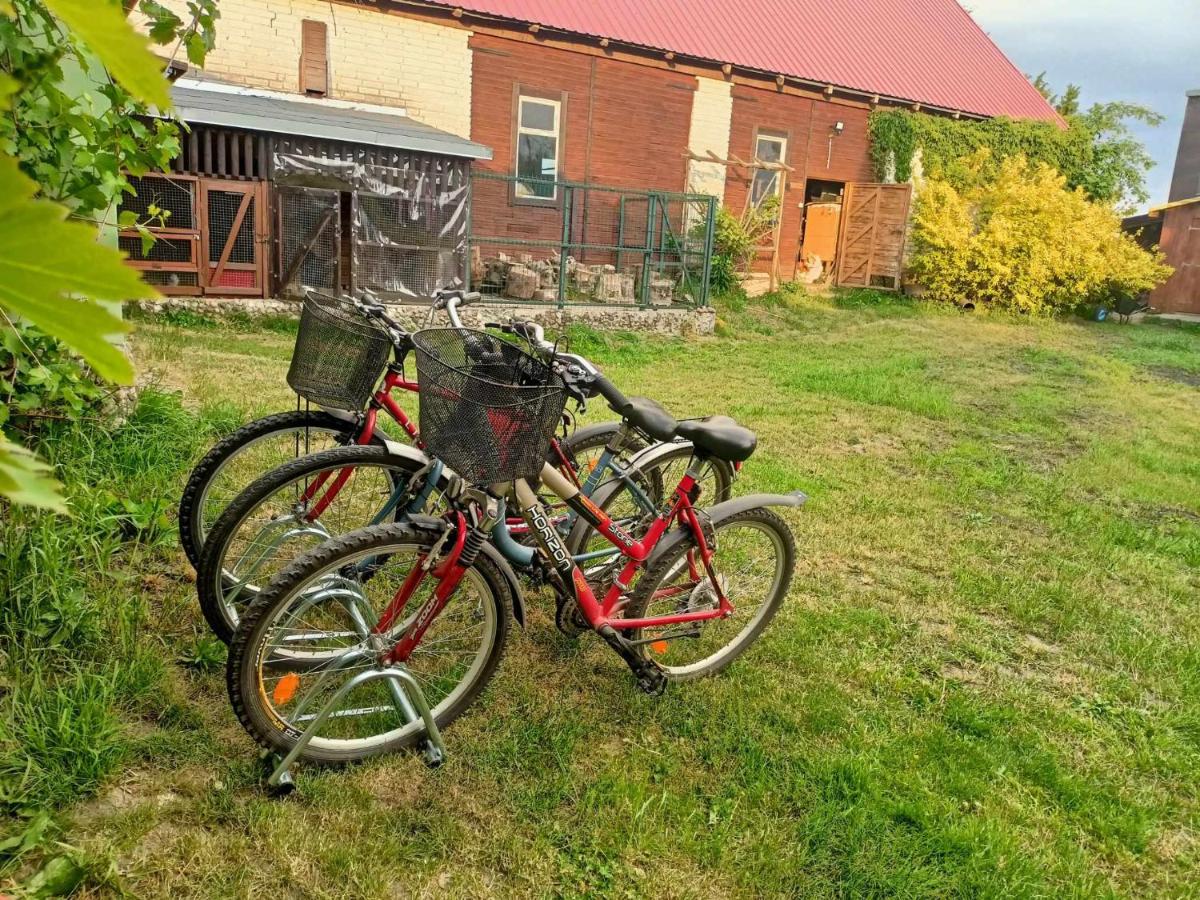 Malinowy Gaj - Agroturystyka z alpakami i innymi zwierzętami - Housity