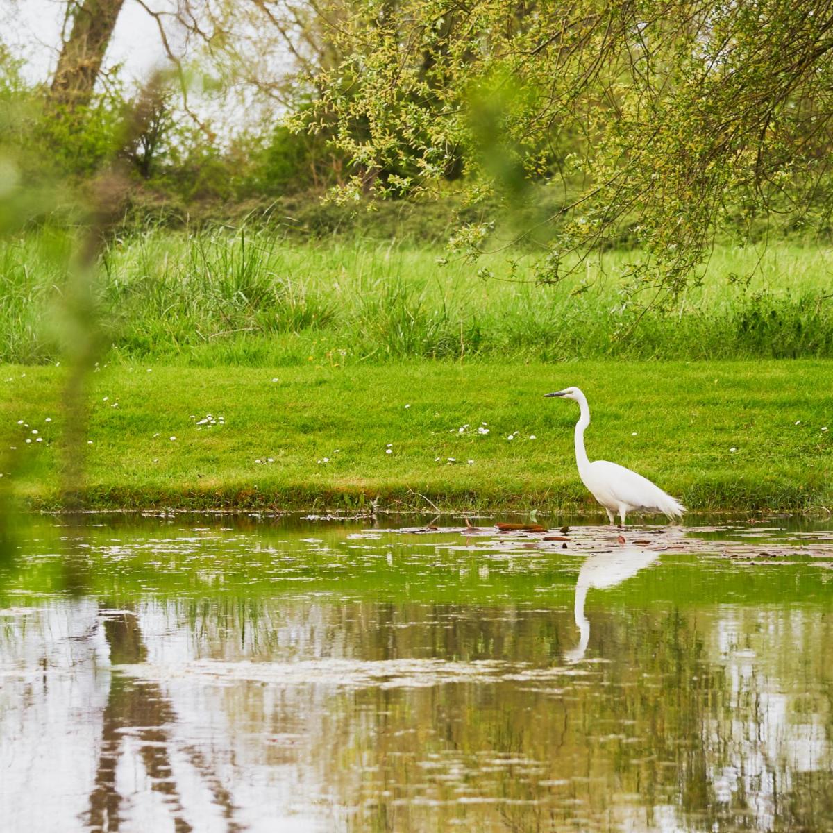 Animaux dans l'hôtel ou à proximité