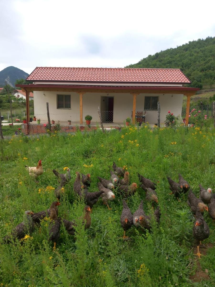 Shpija E AMEL (Sweet Guest House) - Housity