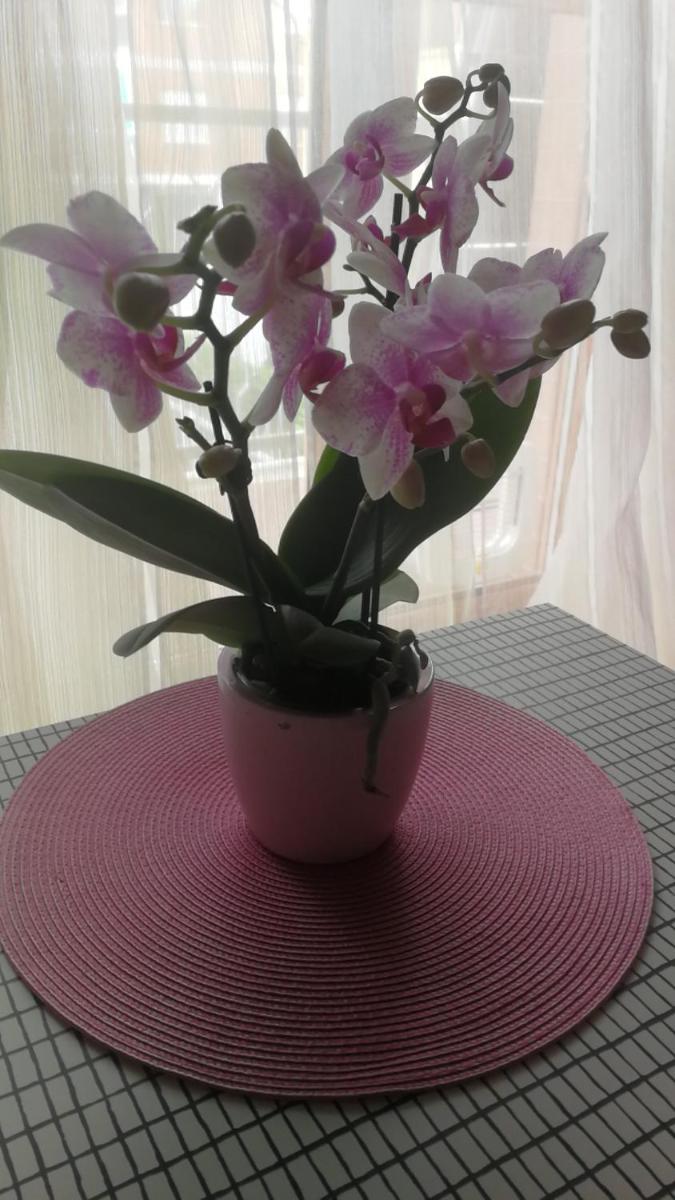 Casa delle orchidee - Housity