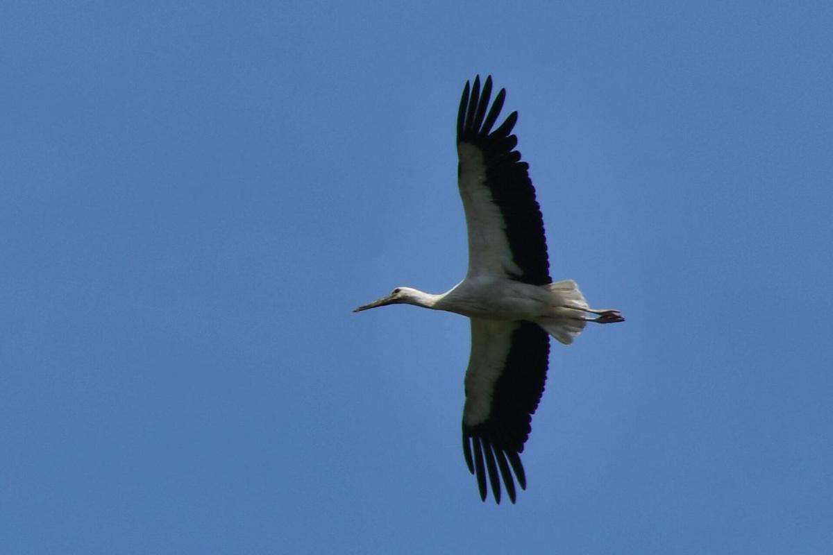 L'Oiseau Blanc - Housity