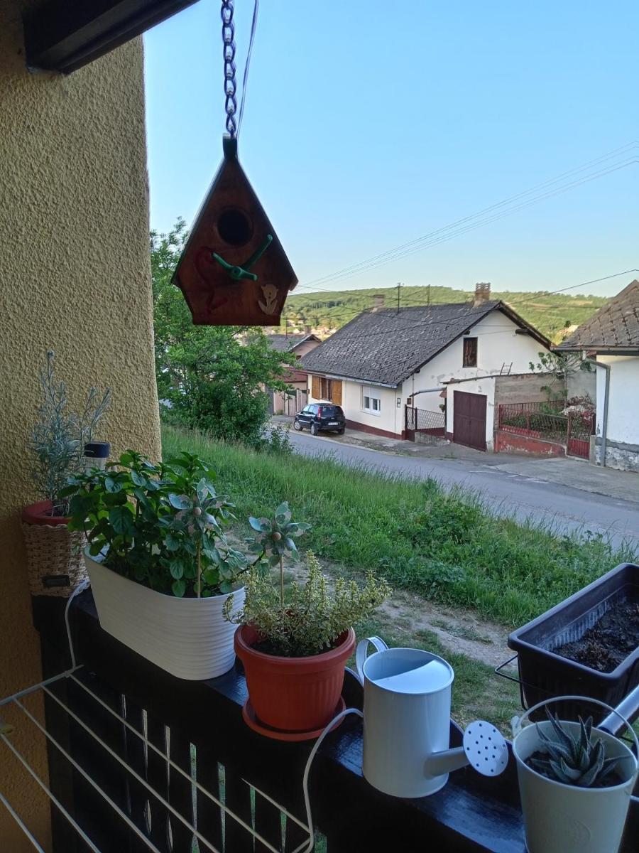 Apartman IVANA - Housity