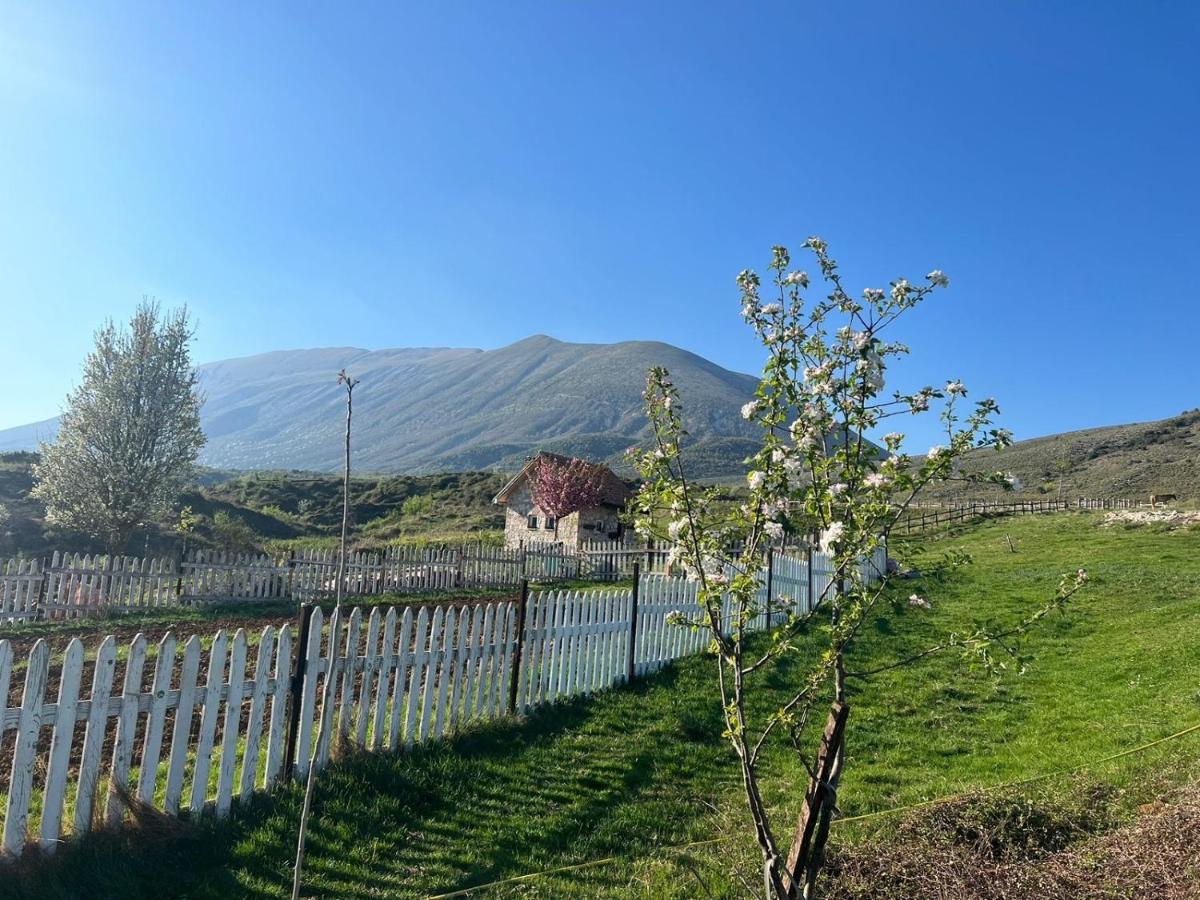 Saffron House Nivica - Housity
