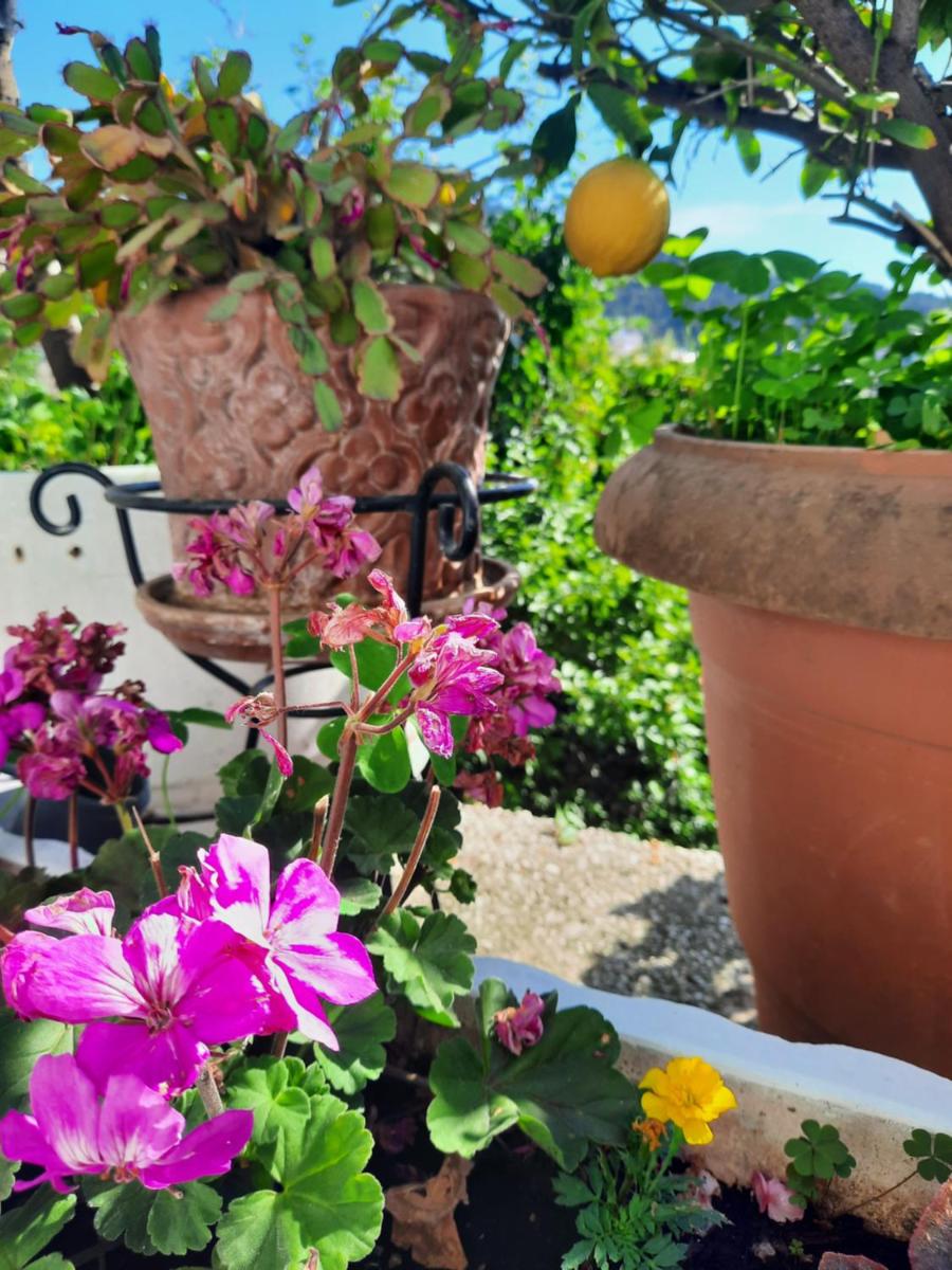 Vasilis Garden House - Housity