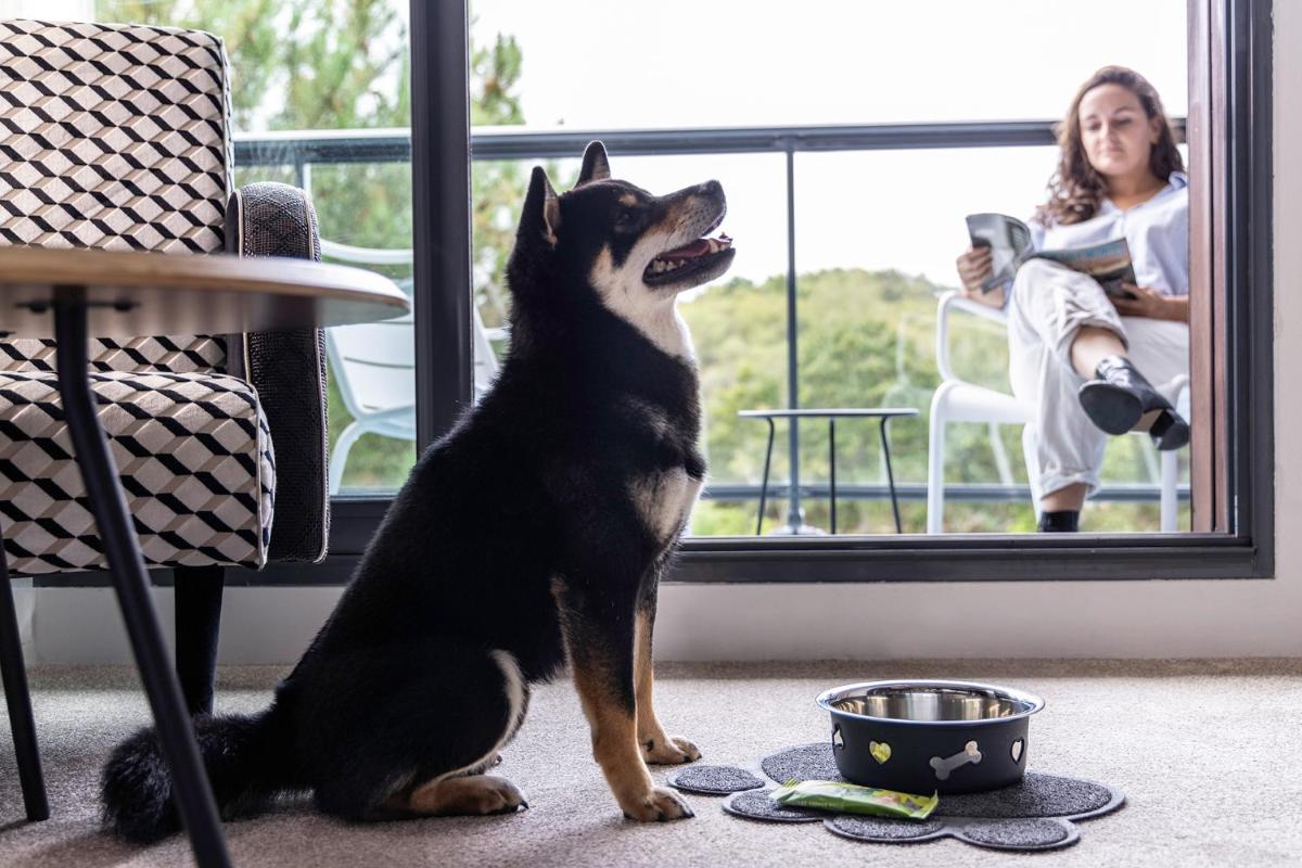Animal ou animaux domestique(s) séjournant avec des clients dans l'établissement Best Western Plus Hotel les Rives du Ter