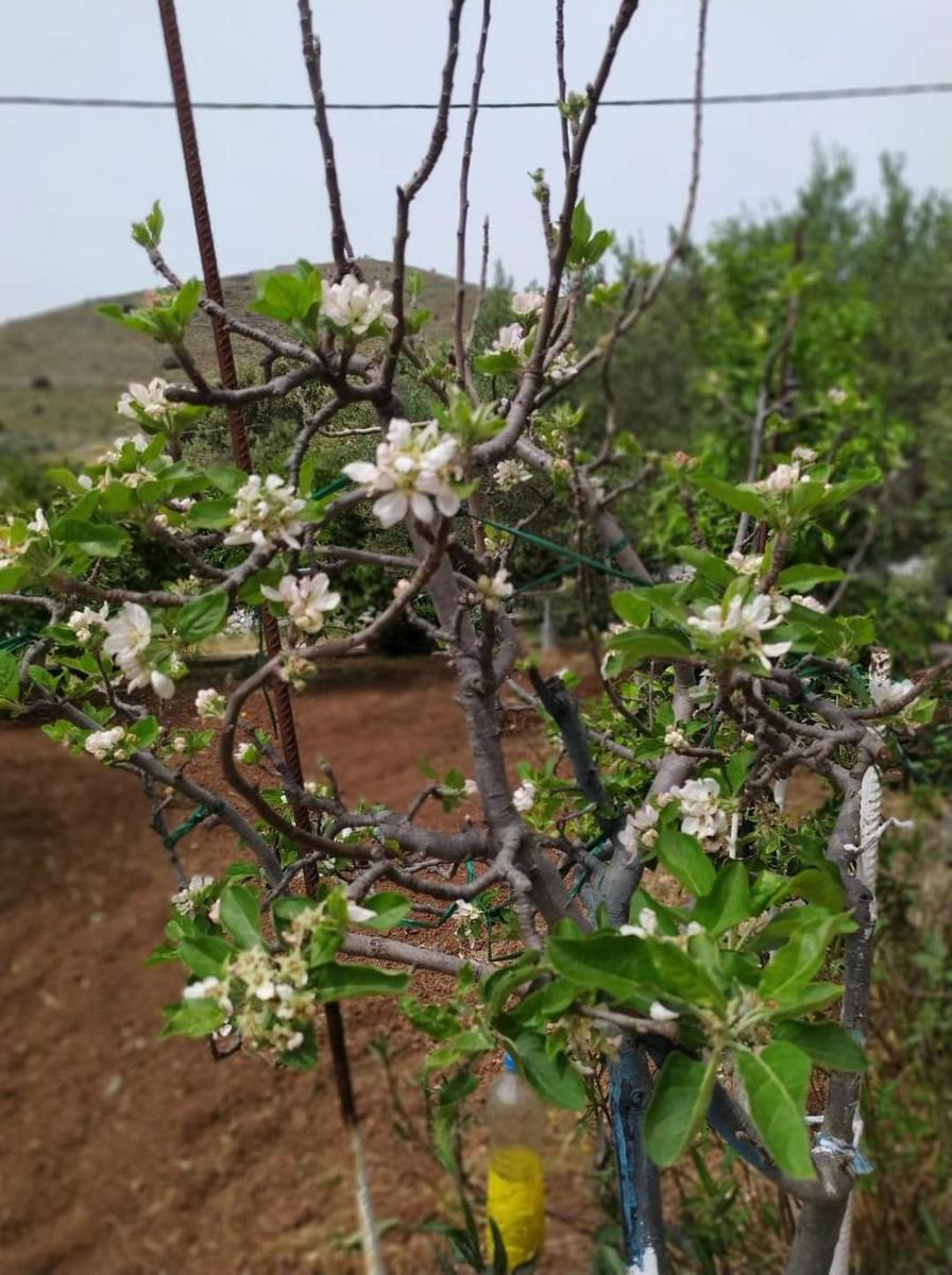 Martha's Home in Fourni Village Crete - Housity