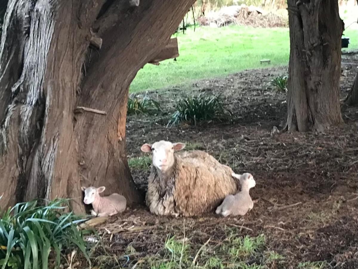 Langleys Port Campbell Hobby Farm - Housity