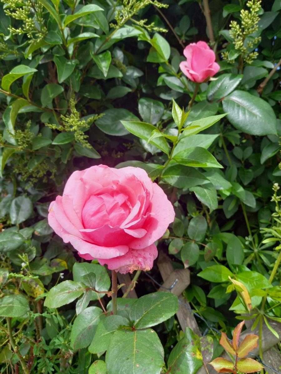 Aux Roses - Housity
