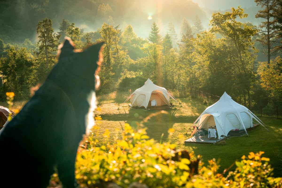 Glamping Gozdna Jasa - Housity