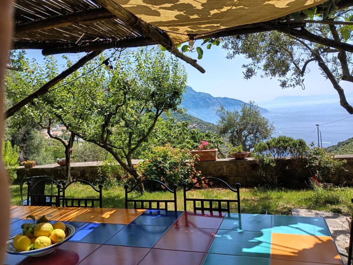 Sorrento, Positano, Amalfi Coast, Capri, garden, villa Carcara - Housity